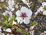 white flowers, anatolian plants, turkey