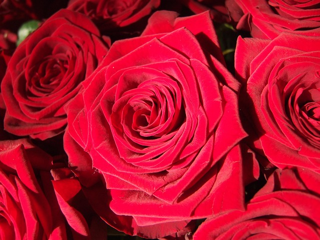 Free Rose Flower photo and picture