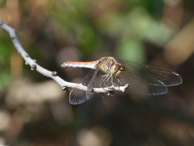 Dragonfly Branch Detail Sympetrum - Free photo on Pixabay