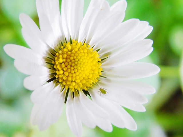 Blume, Feder, Käfer, Insekt, Natur, Gelb
