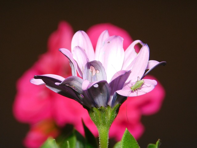 Blume, Blumentapete, Schöne Blumen, Rot