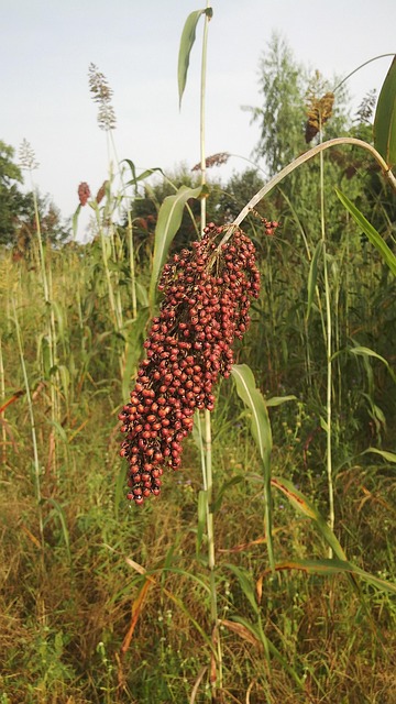Free Sorghum Crop photo and picture
