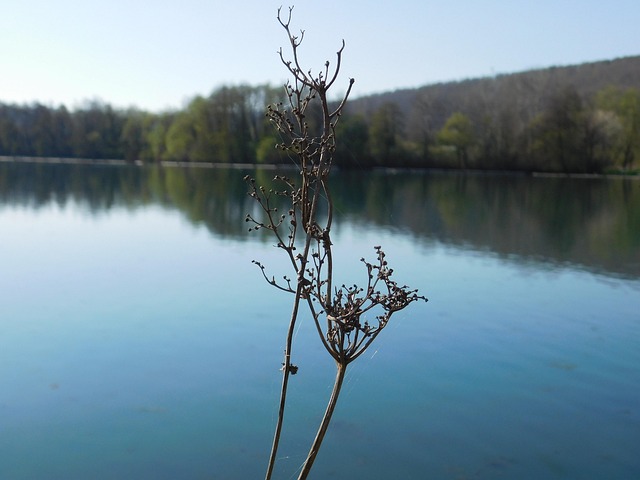 Natur, Schöne Blumen, Blumen, Meer