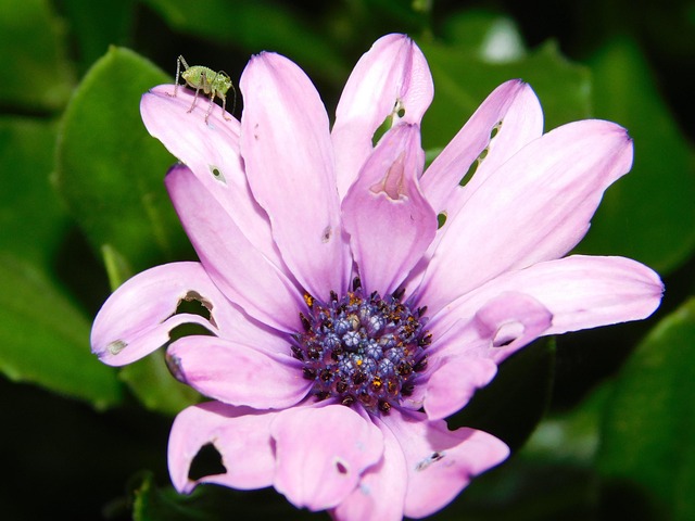 Natur, Blumen Hintergrund, Blumen