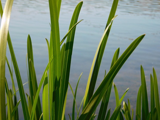 Natur, Blumen, Meer, Wasser, Herbst