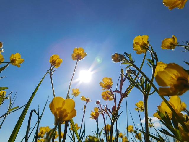 Natur, Blumen, Feder, Blumen Hintergrund