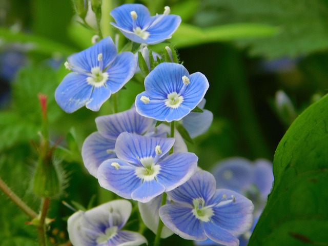 Natur, Blumen, Feder, Grün, Pflanze