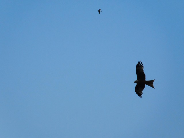 Himmel, Vögel, Sommer, Fliege, Natur