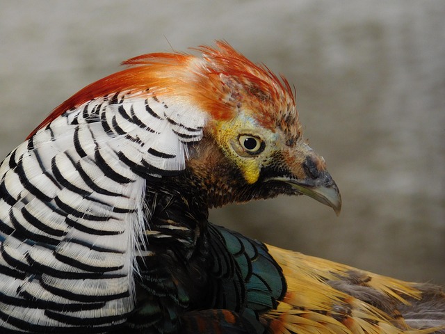 Tier, Natur, Wild, Bunt, Tierwelt