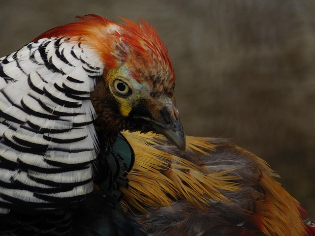 Tier, Natur, Wild, Bunt, Tierwelt