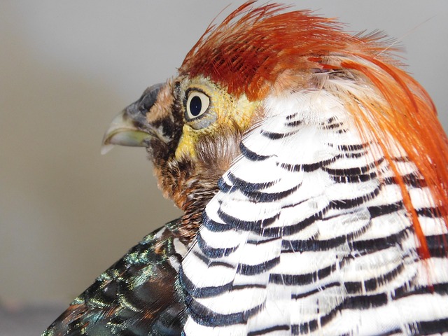 Tier, Natur, Wild, Bunt, Tierwelt
