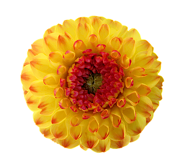Free Dahlia Blossom photo and picture