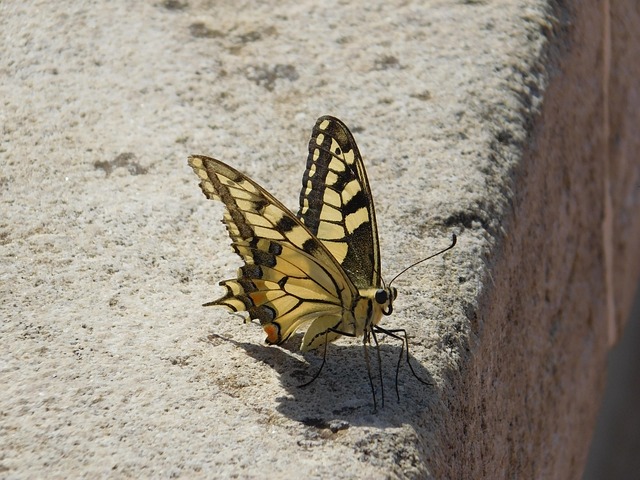 Schmetterling, Insekt, Natur, Tier