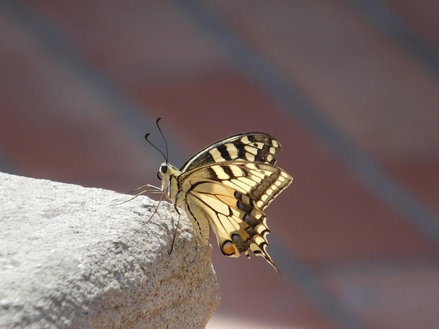 Schmetterling, Insekt, Natur, Tier