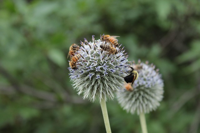 Free Bees Nectar photo and picture