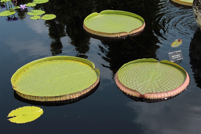 Free Lilly Lillies photo and picture