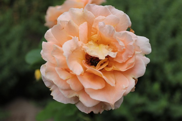Free Orange Flower Wallpaper photo and picture