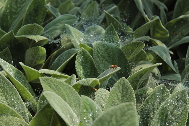 Free Spider Web Landing photo and picture