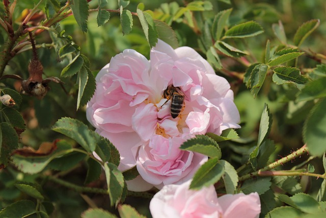 Free Flower Bee photo and picture