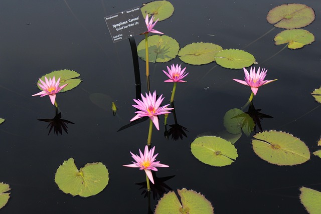 Free Lilly Lillies photo and picture