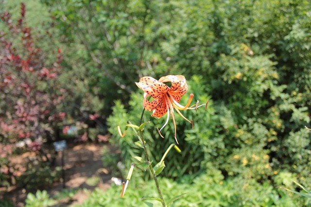 Free Orange Flower Flower photo and picture
