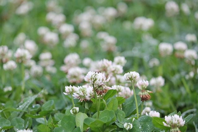 Free Flowers Flower Wallpaper photo and picture