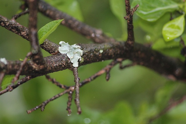 Free Moss Branch photo and picture