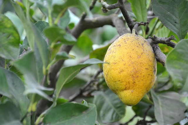 Page 5 - 1,000+ Free Angry & Fruit Photos - Pixabay