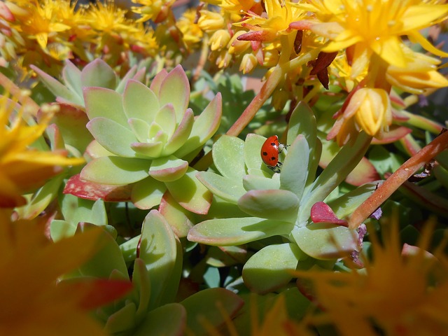 Free Ladybug Nature photo and picture