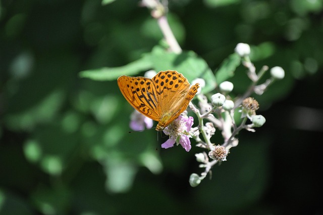 Free Butterfly Nature photo and picture