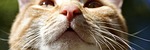 cat, animal, nose