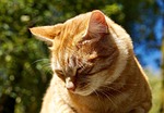 cat, animal, pet