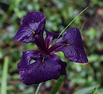 shimmering rain-wet iris, louisiana iris, flower