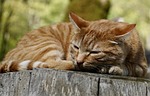 cat, animal, pet