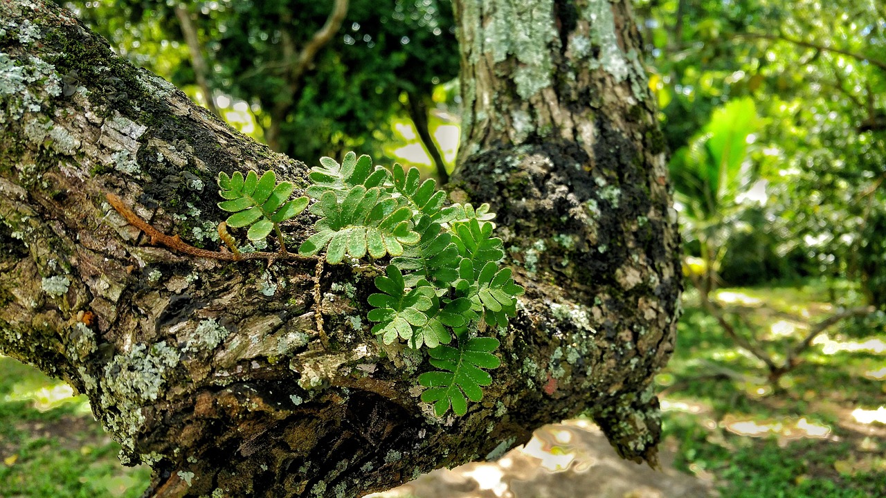 叶子 枝杈 吠 - Pixabay上的免费照片 - Pixabay