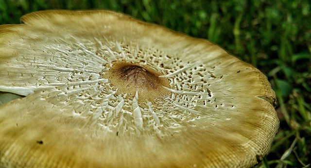 Free Mushroom Fungus photo and picture