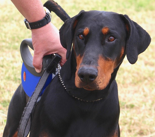 Dobermann, Hund, Tier