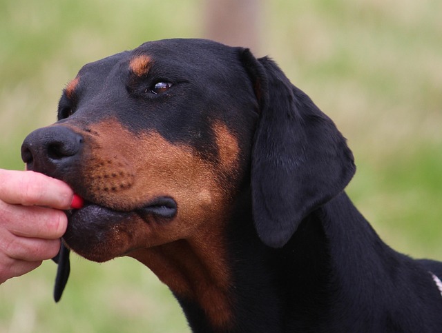 Hund, Dobermann, Kopf, Augen, Tier