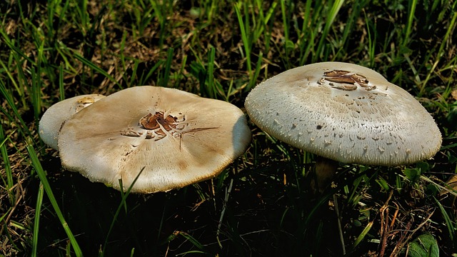 Free Mushroom Fungus photo and picture