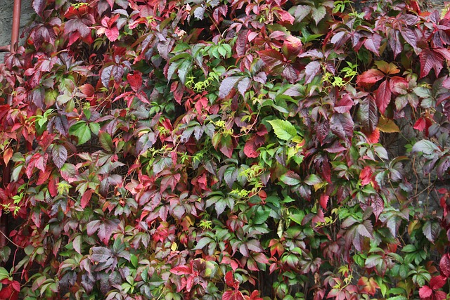 Efeu, Mauer, Herbstfarbe