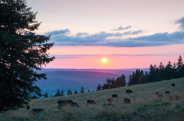 sunset, cows, pasture, cheesy, silhouettes, meadow, fir tree, lighting, cow pasture, forest, mac wallpaper, cool backgrounds, idyll, wallpaper hd, laptop wallpaper, idyllic, hill, switzerland, rural, lovely, red sun, afterglow, background, colored sky, romantic, heaven, law, hd wallpaper, desktop backgrounds, clouds, mood, red, warmth, very beautiful, eve, downfall, the atmosphere, romance, beautiful wallpaper, 4k wallpaper, dusk, gradient, violet, purple, free wallpaper, pink, to dye, orange, landscape, wallpaper 4k, relax, grass, free background, golden cut, full hd wallpaper, nature, quiet, windows wallpaper, hike, races, break, 4k wallpaper 1920x1080, rest break