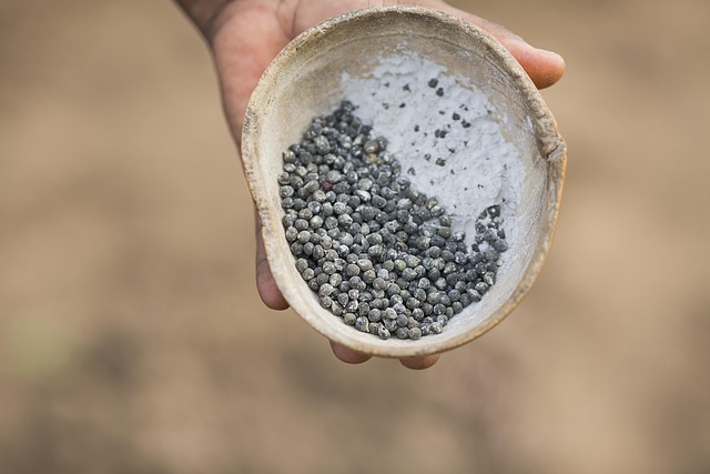Free Seed Calabash photo and picture