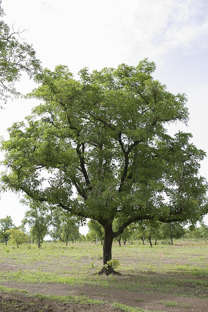 Free Shrub Tree photo and picture