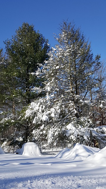 Free Snow Winter photo and picture