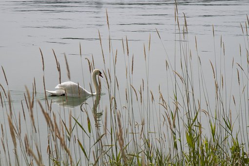 Svane, Natur, Sø, Mainau, Vandfugl, Vand