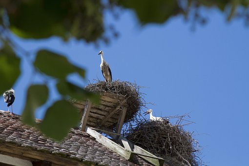 Stork, Salem, Affenberg, Tyskland