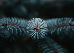 tree, conifer, needles