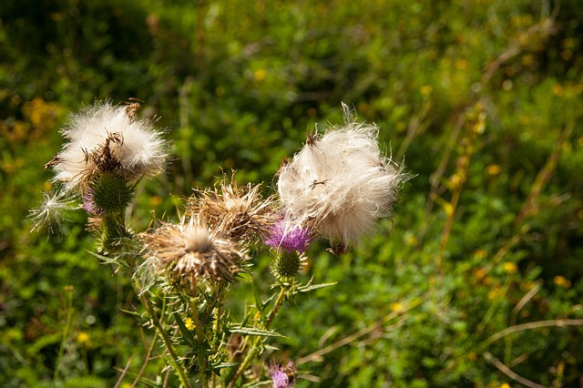 Free Thistle Plant photo and picture