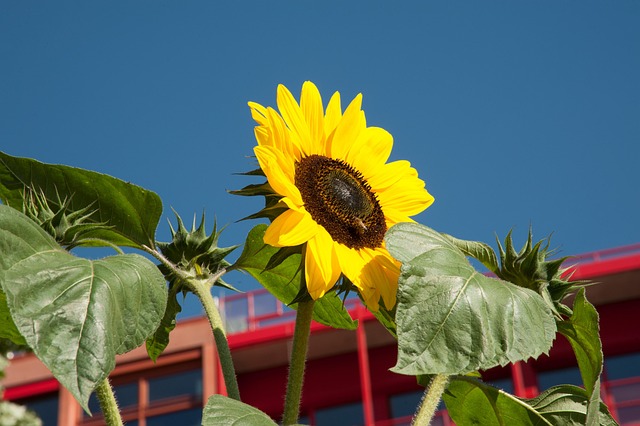 Free Sunflower Flower photo and picture