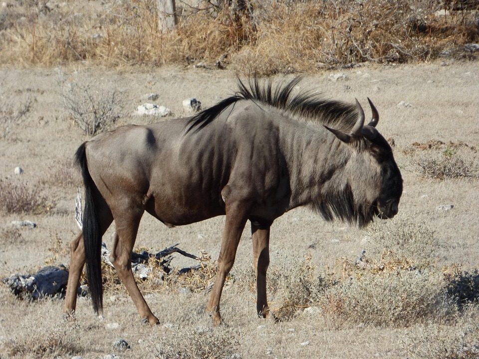 Wildlife, Wildebeest, Namibia